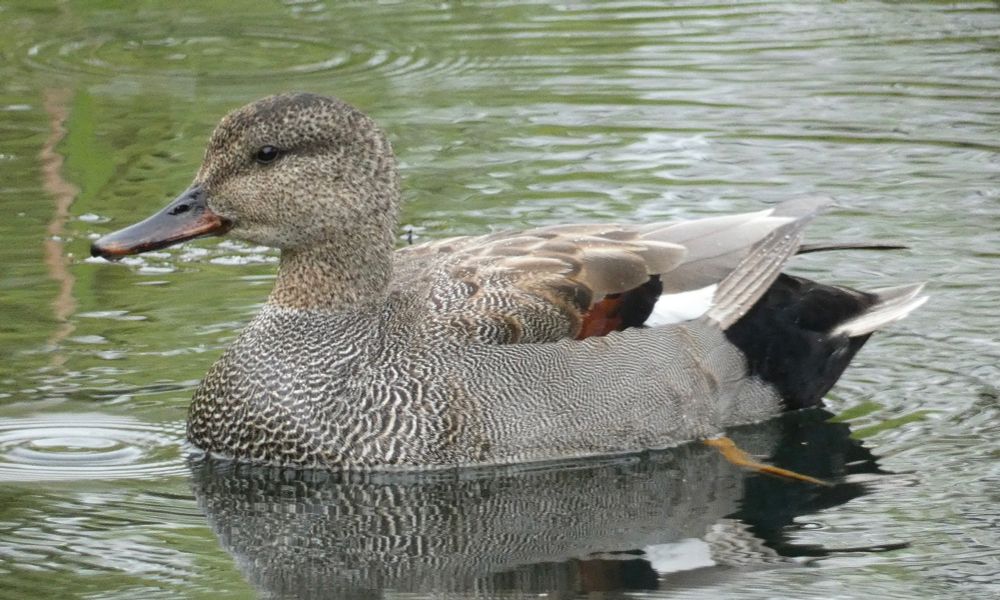 Gadwall #underrated