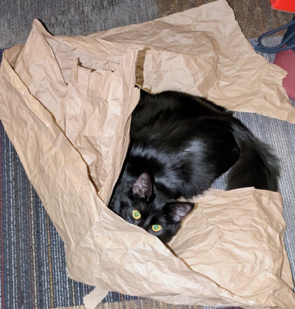 Tangie, a long haired black cat waiting to pounce, while hiding in brown packing paper.