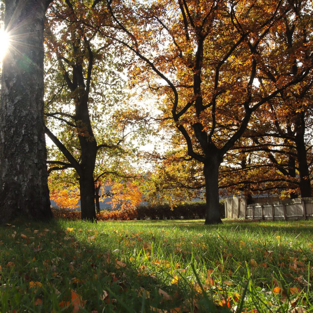 Matalalta kuvattu kaupunkipuisto, etualalla nurmikkoa ja keltaisia lehtiä, taustalla känkkyräoksaisia tammia.