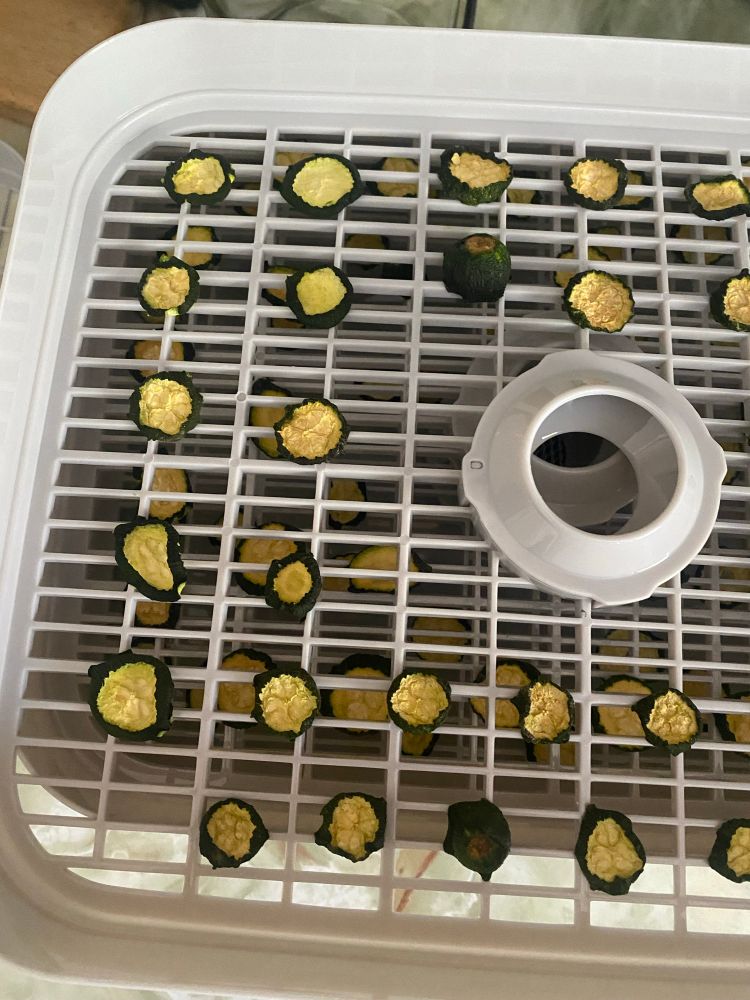 What happens to zucchini disks when you subject them to a dehydrator.