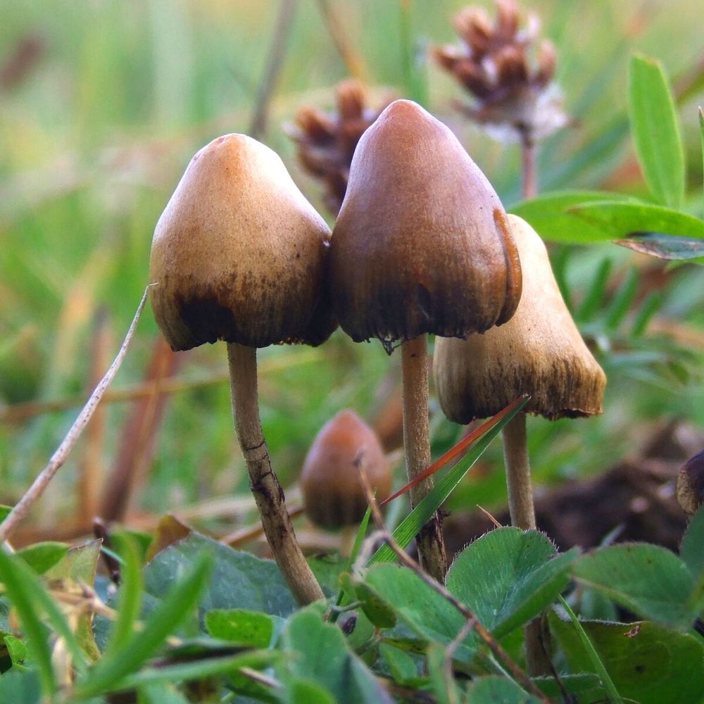 Spiss fleinsopp som popper opp av bakken