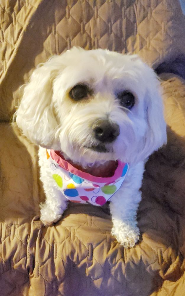 Cocker spaniel mix sitting and being cute on her birthday.