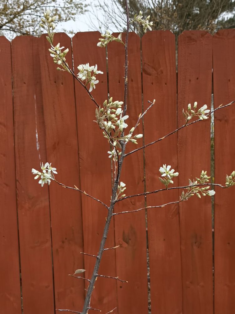 Serviceberry (Amelanchier canadensis), very young, with new white blooms.