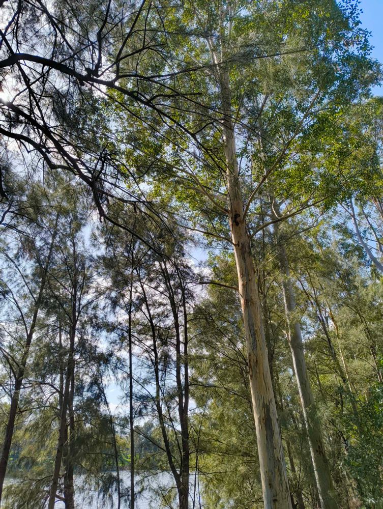 Tall native trees next to the river