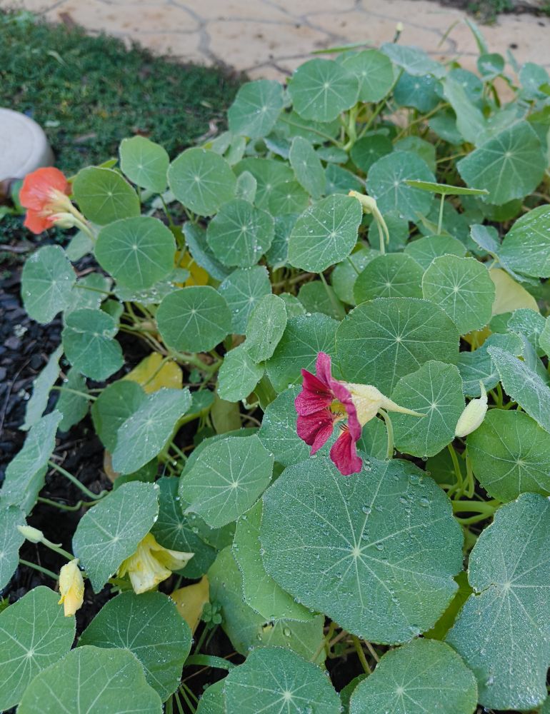 A clump of nasturtium plants covered in fine droplets of water. Orange, red and yellow flowers are blooming between the leaves.