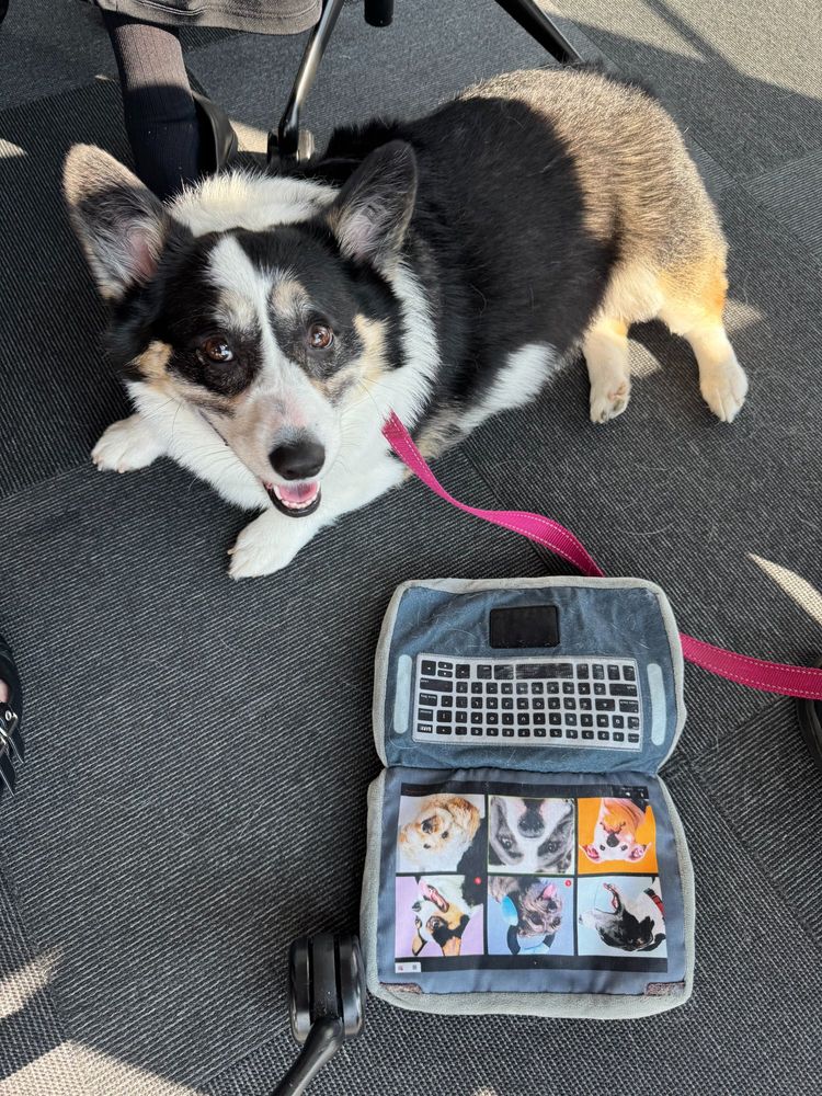 Willow, a tri-color corgi, sitting on the floor with a laptop toy in an office setting. 