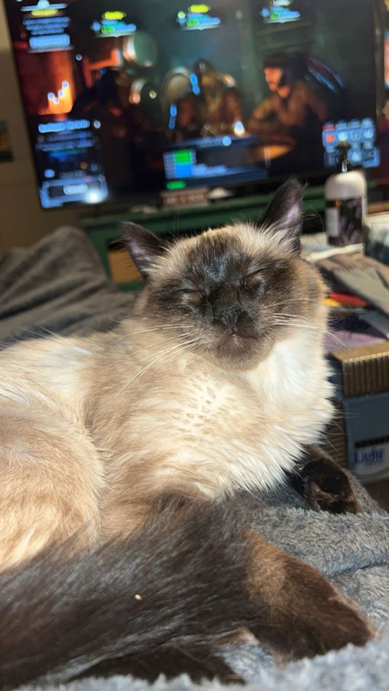 Siamese medium hair cat with its eyes closed. It looks goofy.