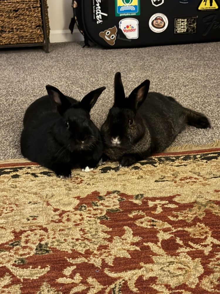 Nubster bun and Mona bun are sitting together and watching me. 