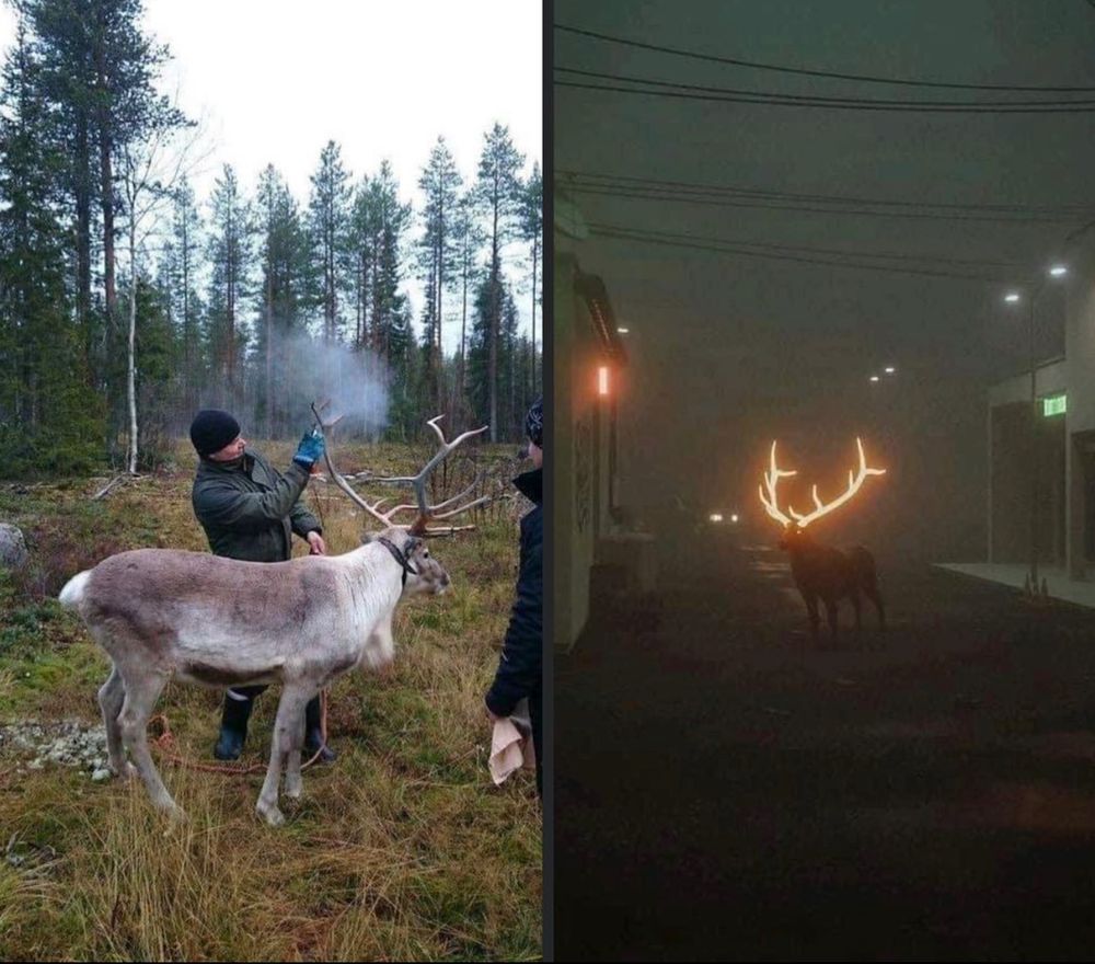 Two photos. In the first, deep in a conifer forest a man in winter clothes holds a reindeer and sprays something from an aerosol can on the antlers.

The second photo is of a small town street in the dead of night. Little shops and dim street lights. A deer stands in the middle of the road. It's barely visible, just a feint silhouette.  But, its eyes and antlers glow like something ancient and supernatural. 
