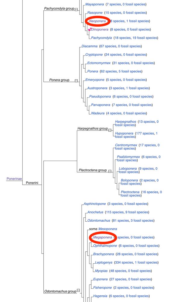 A phylogeny tree of Ponerinae. It shows that Neoponera is in the Pachycondyla group but Megaponera are Odontomachus group