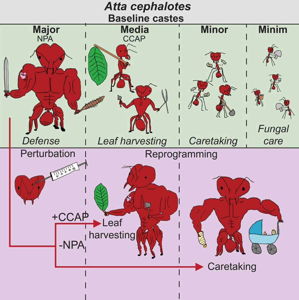 A graphic showing expressive and slightly goofy cartoons of various kinds of ants in a leaf cutter nest, the Major has big muscles, the media, who carry leaves are a bit less buff, the minors and minim are doing tasks with tools ... then there is "perturbation" which is an injection and now the Major is doing the tasks of the other ants. 