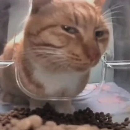 Suspicious orange cat