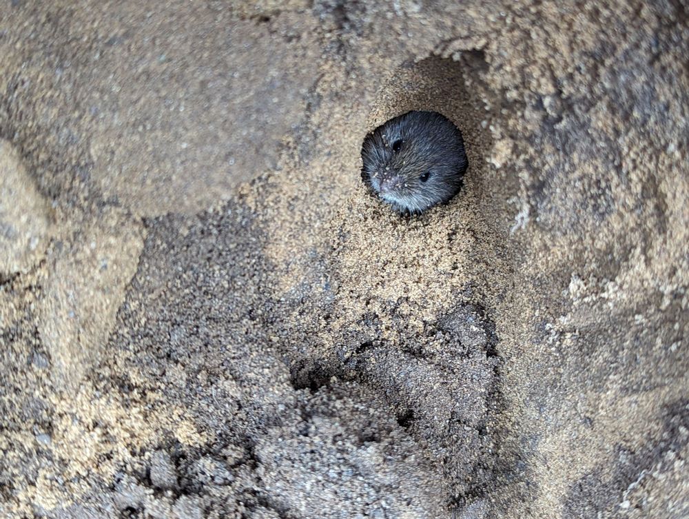 A short tailed field vole poking its nose out of its burrow in the sandy section