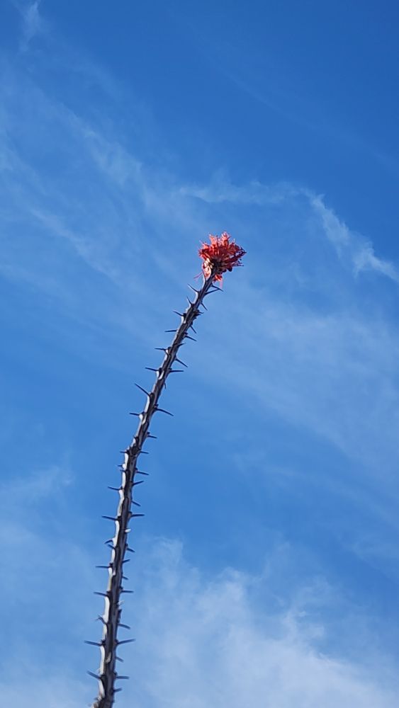 A lone desert flower on its spikey stem reaching up in to a blue sky