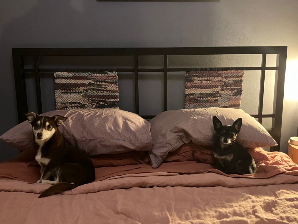 Two chihuahuas sit on opposite sides of a bed, together but apart. 