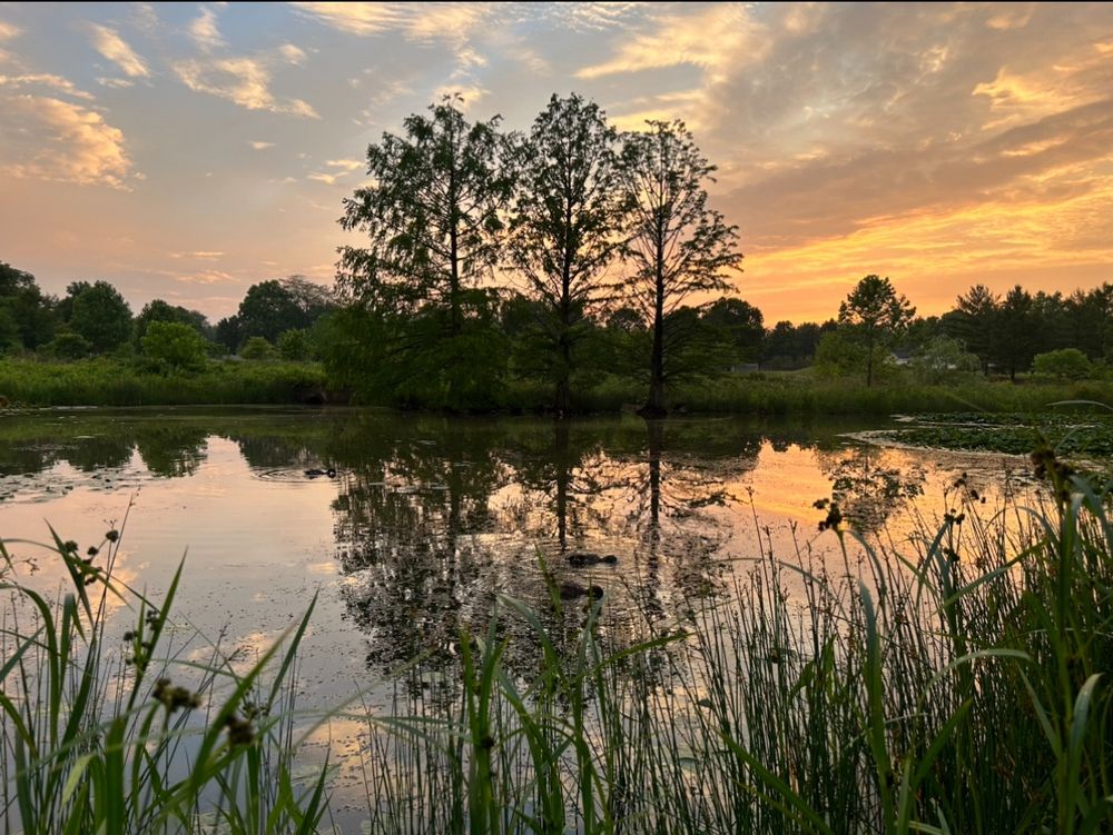 Photo of a lake and trees at sunset with a partially pink sky. Ducks are in the water. 