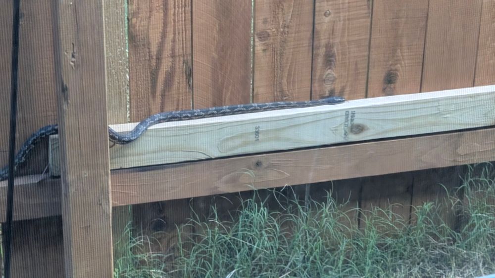 A western ratsnake gliding horizontally on the top of the lower horizontal fence beam. It is a brown snake with a diamond pattern and is maybe an inch or two in diameter? About 2 feet long