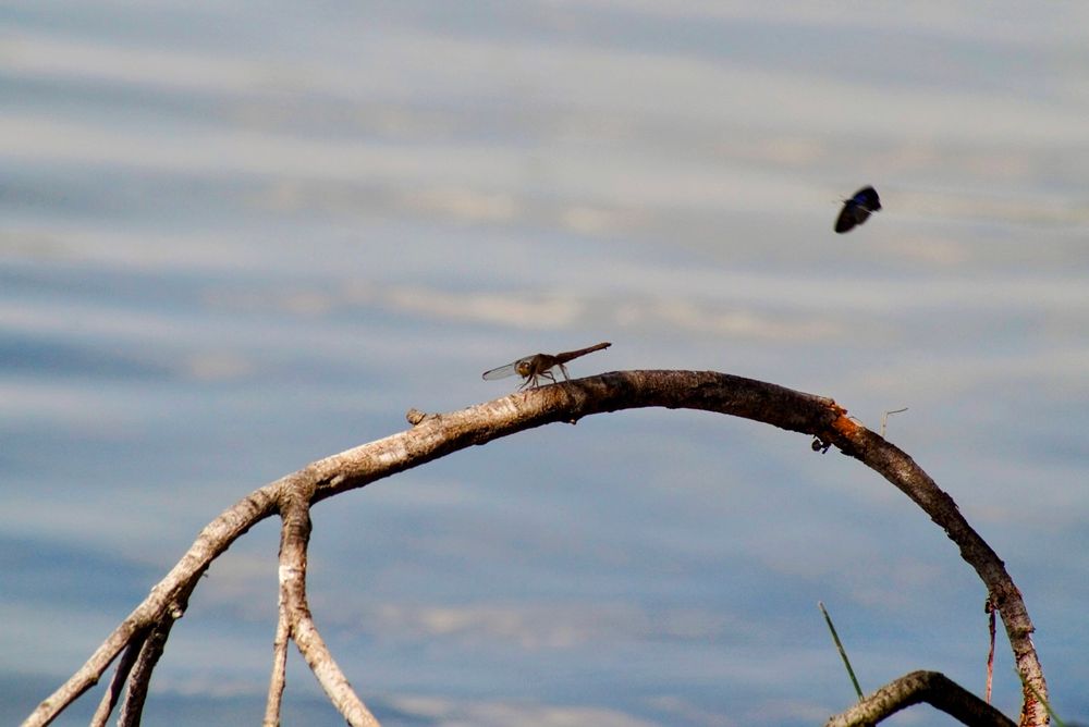 Una libélula descansa posada a la sombra en una rama a orillas del embalse. Mientras, una mariposilla revolotea alegremente, ajena a todo lo que no sea un depredador, colándose en mi foto sin pedir permiso (como debe de ser).