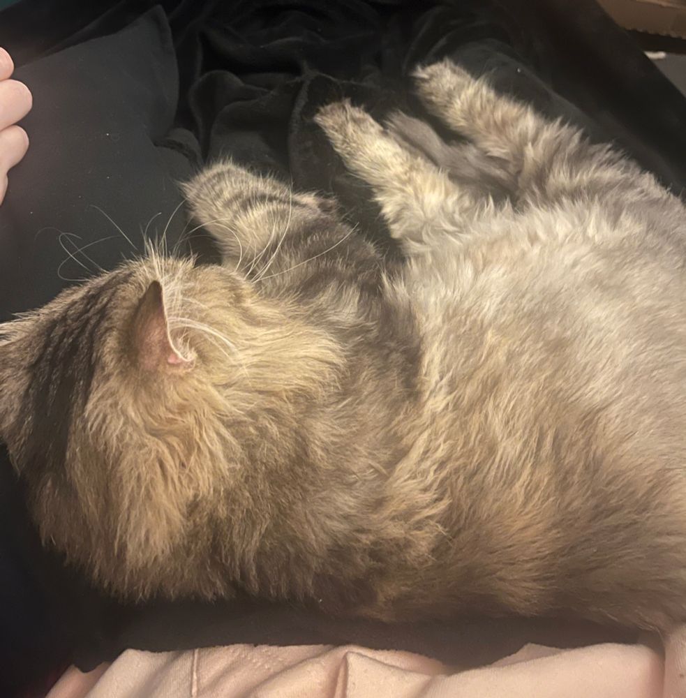 A fluffy tabby cat laying down