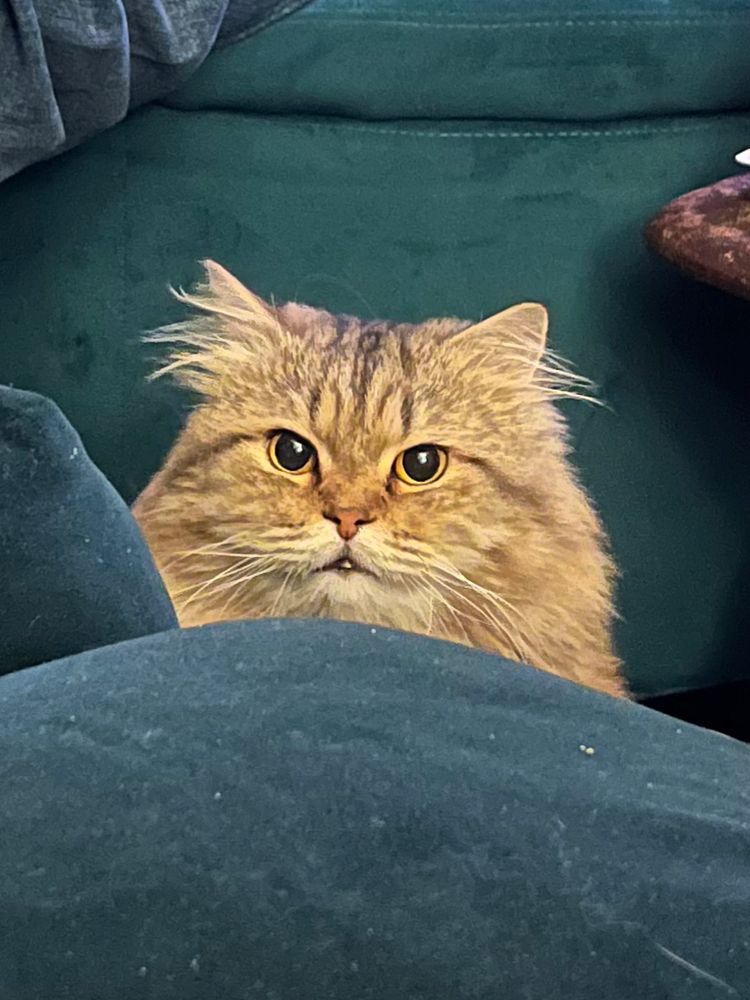 A fluffy tabby cat staring into your soul