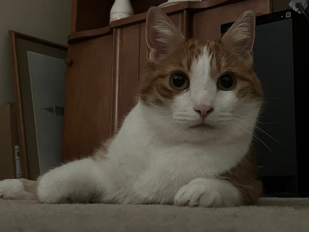 An orange cat with big eyes sitting peacefully leaning a little to the right 