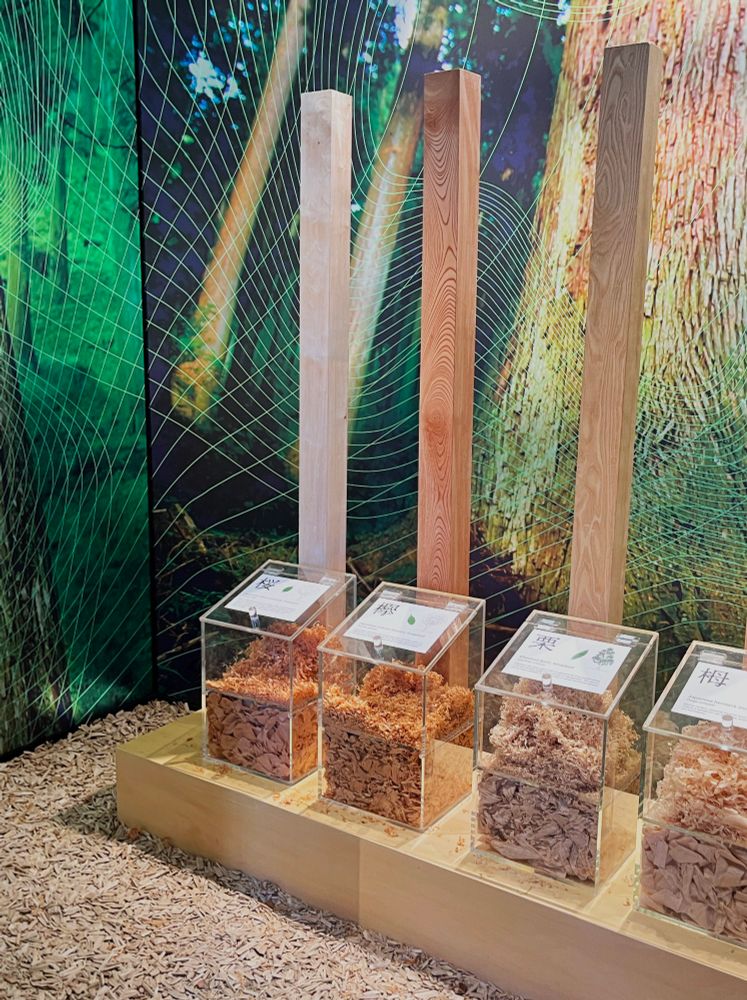 Touch different forest woods at The Craft of Carpentry: Drawing Life from Japan’s Forests, at Japan House, London