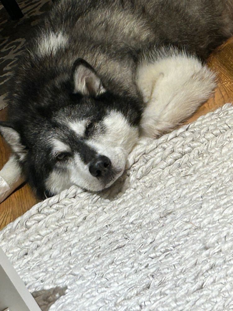 A husky dog desperately fighting the urge to let his eyelids fully close after a loooooooo g day of playing with his golden retriever cousins.