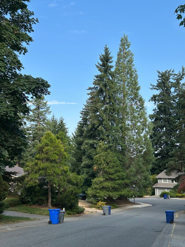 A few trees in the distance. Focus is on two tree that have nearly identical cone shapes, but very different foliage and visibility through them.