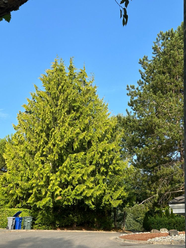A few really bright green trees. The brightness is it nuanced by the growth of yellow-green shoots at the tips of every piece of existing foliage. It looks like little tassels hanging from the tips of every branchlet of a conifer.