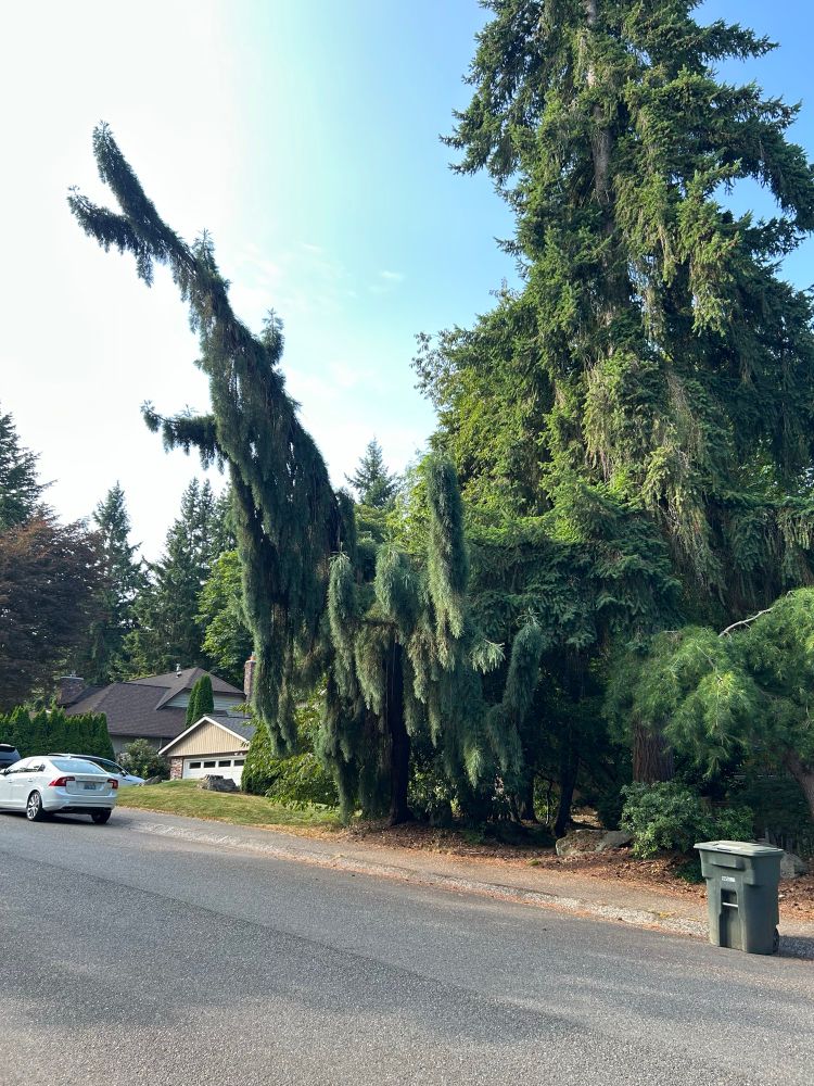 Some wild tree shape that seems to have started in the shade of another tree and decided to conditionally out over the road. It crosses more that half the street. Looks vaguely Suessian.