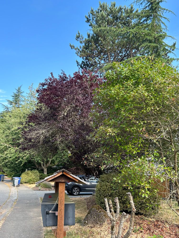 Nothing special here, but the diversity of colors, leaf shapes, and overall size and shapes of trees in one view here is pretty fun. On a short walk, I saw so much variety and color. 