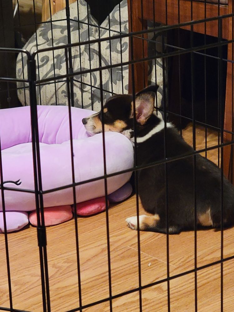 A tri-color, 10 week old corgi puppy laying with her head resting on the edge of a pink Octopus Squishmallow plus pet-bed. In the foreground, there is wire grating of a play-pen enclosure.