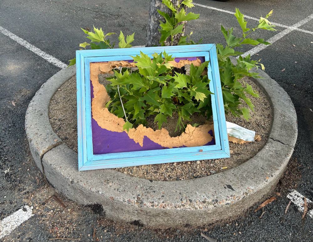 A blue picture frame rests against a tree in a carpark. The interior of the frame contains a broken backing board and some branches and leaves poke through the board and frame. 