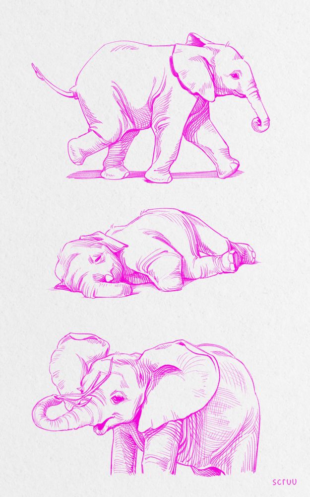 sweet baby elephants