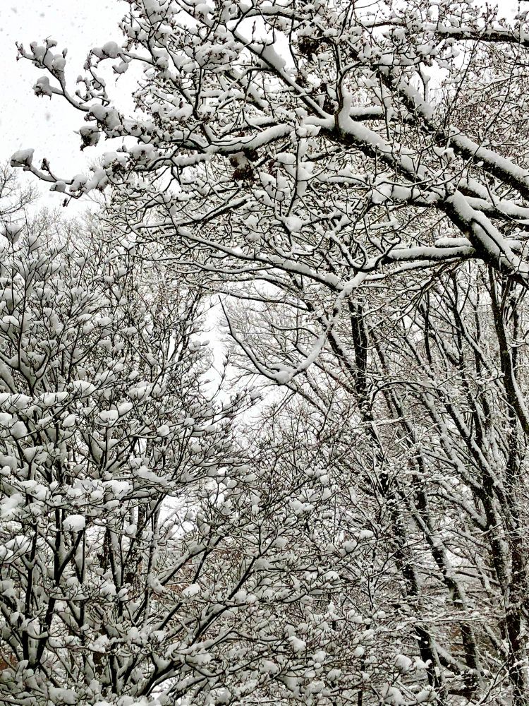 Snow-covered trees