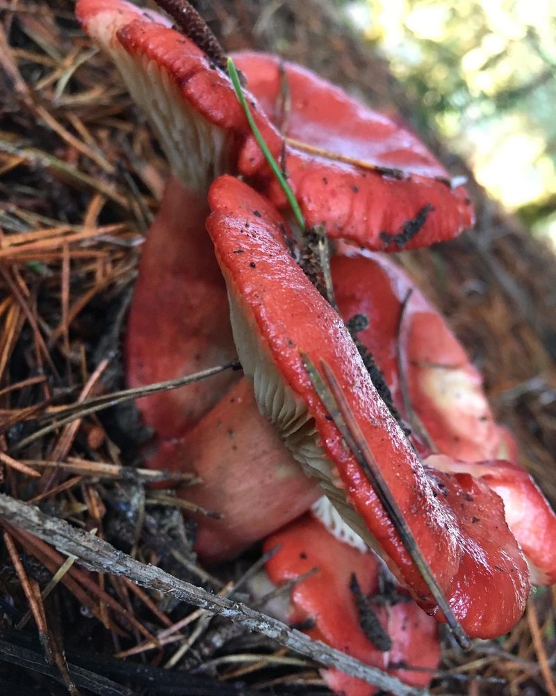 Family of pretty red mushroom with bright white gills.