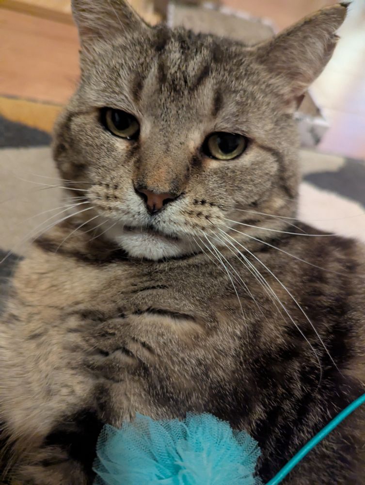 A tabby cat 