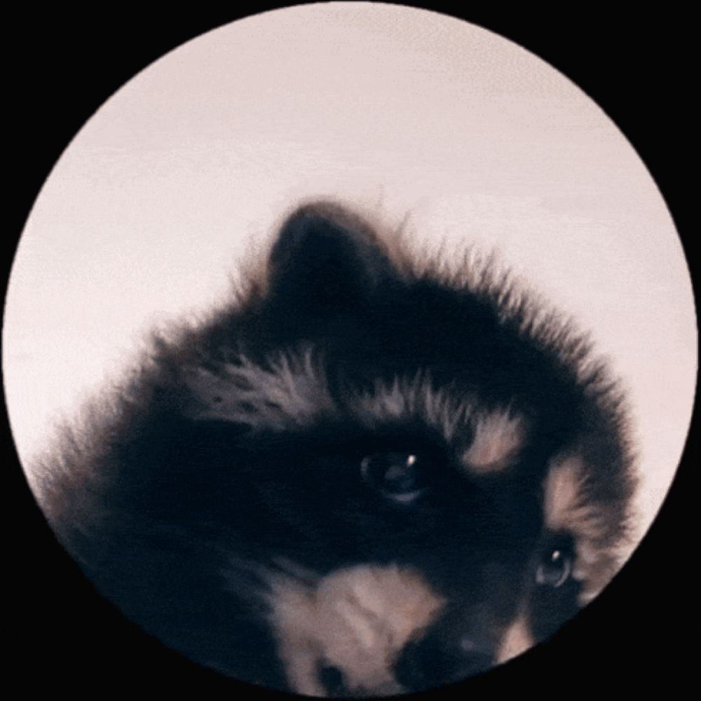 Raccoon Dance GIF