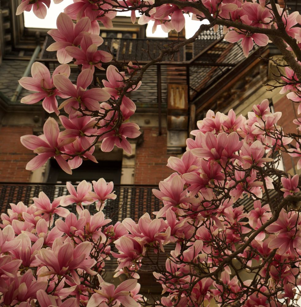 A photo of white and pink magnolia blossoms, with a brownstone fire escape in the background.
