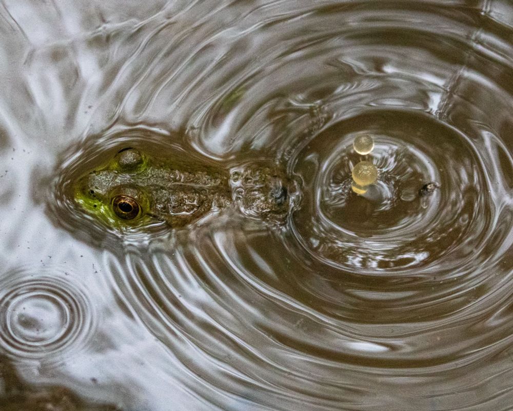 A photo of a green frog in a shallow puddle. A raindrop is hitting the water near its back.