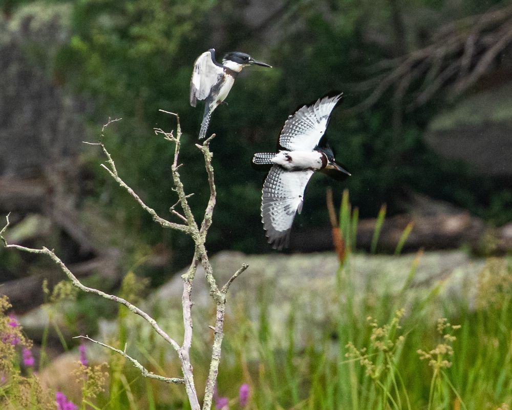 A photo of two belted kingfishers. One is perched on top of a dead tree branch. The other is flying away from the tree beside it.