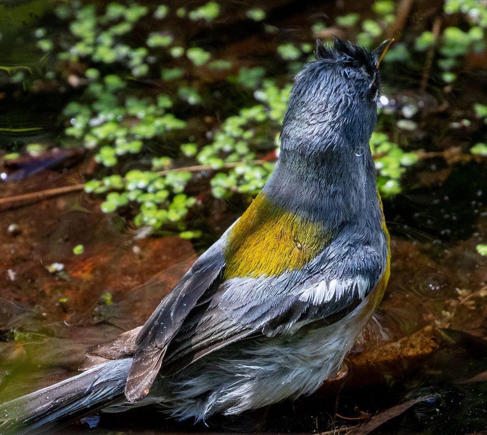 A photo of a northern Parula in a shallow pond. Some of its feathers are wet and sticking up from getting wet.