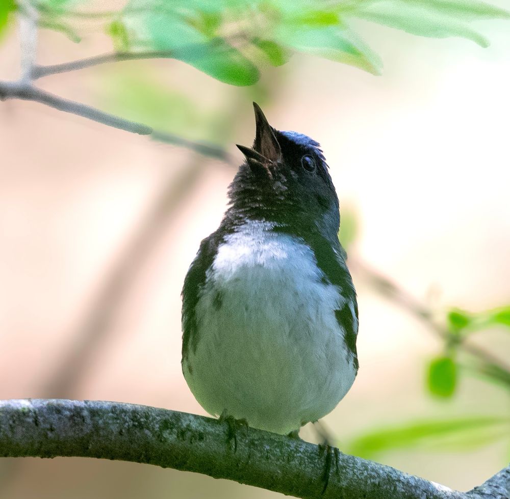 A photo of a black throated blue warbler perched on the branch of a shrub while singing.