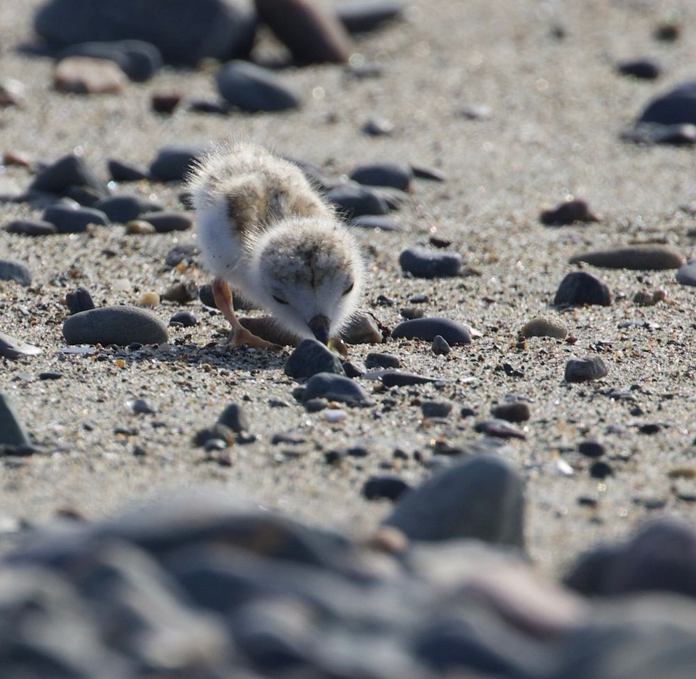 A baby piping plover on the beach. The bird is leaning over, as through inspecting something on the ground.