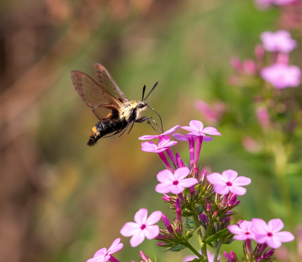 A photo of a snowberry clearwing moth feeding on a phlox blossom.