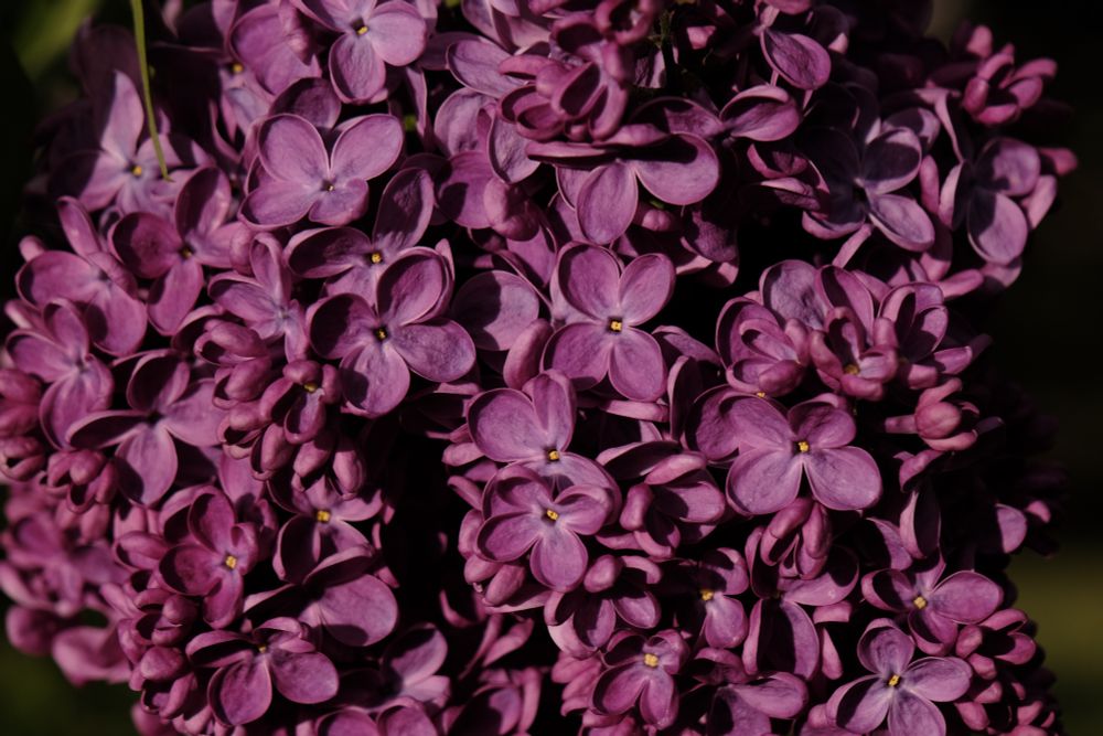 A closeup of purple lilac blooms.