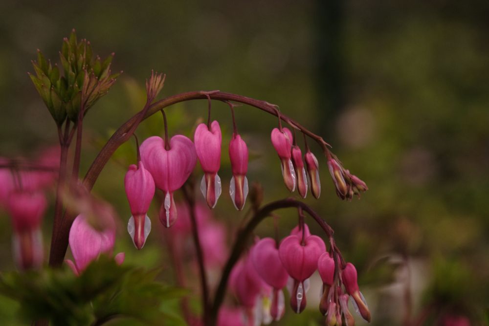 A photo of bleeding heart blossoms