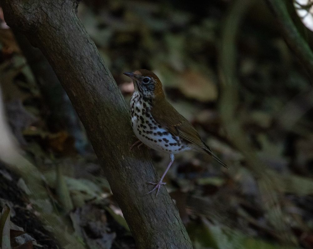A photo of a wood thrush perched on a very low branch surrounded by dead leaves on the ground below it.
