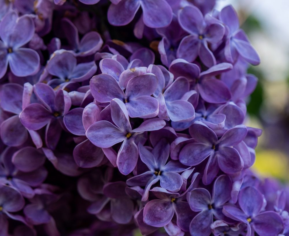 A closeup of purple lilac flowers in bloom