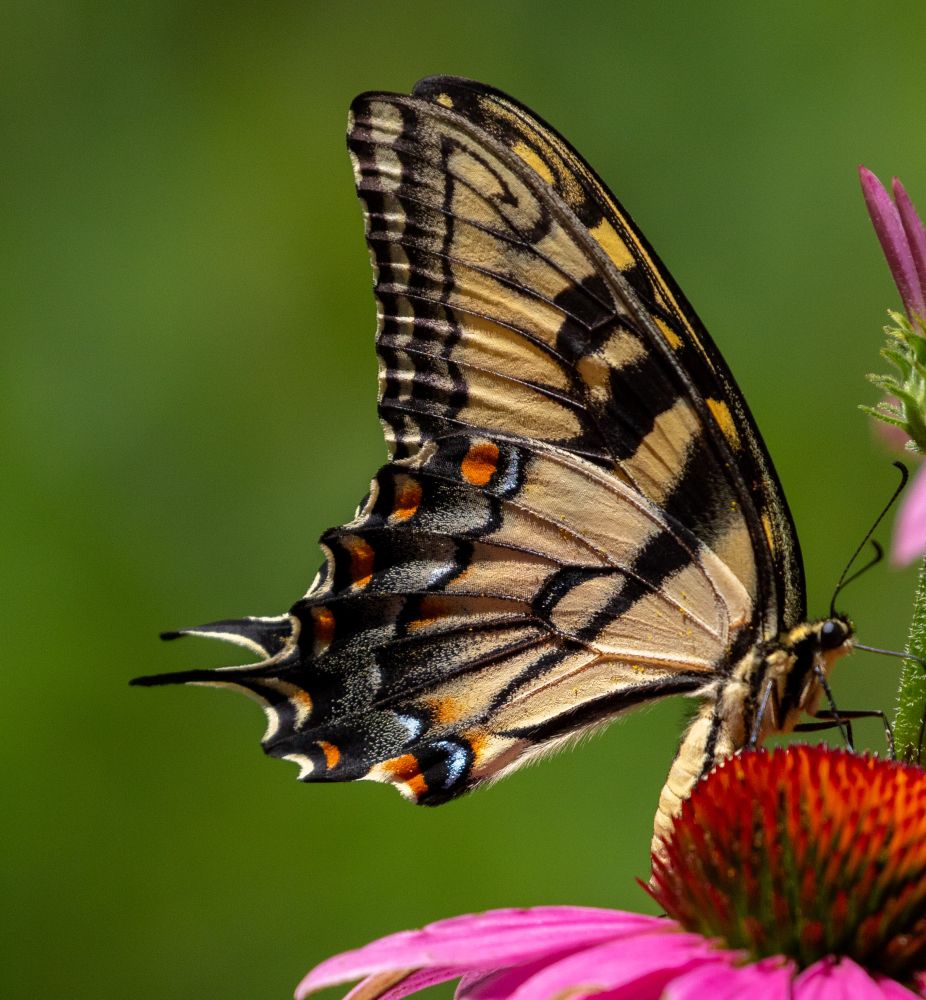 A photo of an Eastern Tiger Swallowtail butterfly feeding on a pink echinacea.